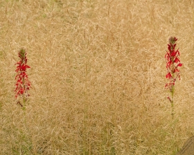 Cardinal Flower Pair with Gold Dew Tufted Hair Grass FL10674 Cardinal Flower Pair with Gold Dew Tufted Hair Grass FL10674