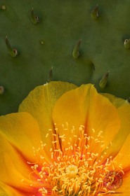 Michigan Prickly-Pear Cactus FL10011 Michigan Prickly-Pear Cactus FL10011