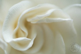 Soft Gardenia FL10012 Soft Gardenia FL10012