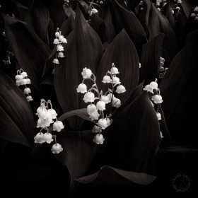 Lily of the Valley FL10149 Lily of the Valley FL10149
