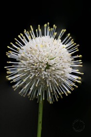 Buttonbush Bloom FL10160 Buttonbush Bloom FL10160