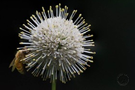 Buttonbush with Honeybee FL10161 Buttonbush with Honeybee FL10161
