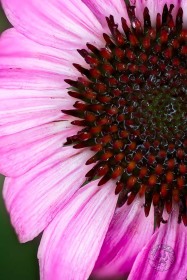 Coneflower Closeup FL10163 Coneflower Closeup FL10163
