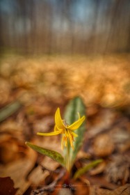 Trout Lily FL10278 Trout Lily FL10278