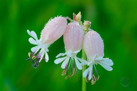 Bladder Campion Trio and Dew FL10307 Bladder Campion Trio and Dew FL10307