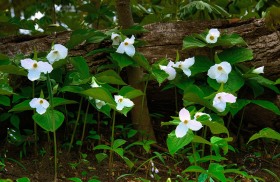 White Trillium Grouping FL10312 White Trillium Grouping FL10312