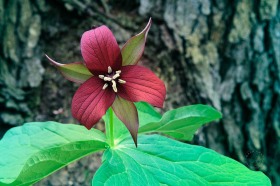 Red Trillium in front of tree bark FL10321 Red Trillium in front of tree bark FL10321
