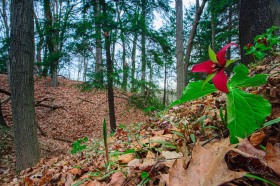 Red Trillium in forest FL10322 Red Trillium in forest FL10322