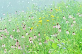 Summer Wildflower Meadow FL10331 Summer Wildflower Meadow FL10331