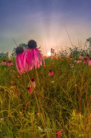Sunrise at Coneflower Meadow FL10332 Sunrise at Coneflower Meadow FL10332