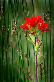 Indian Paintbrush and Bullrush FL10333