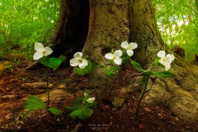 White Trillium grouping FL10342