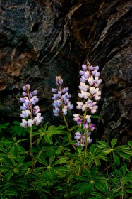 Lupine and Rock FL10421 Lupine and Rock FL10421