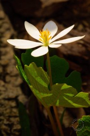 Spring ephemeral Bloodroot flower FL10453 Spring ephemeral Bloodroot flower FL10453