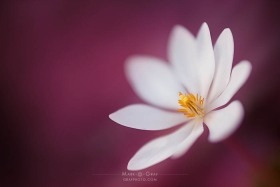 Bloodroot Stamen FL10523 Bloodroot Stamen FL10523
