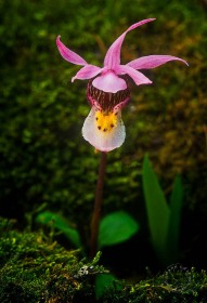 Calypso Orchid FL1338 Calypso Orchid FL1338