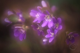 Beautiful hepatica group FL3721 Beautiful hepatica group FL3721