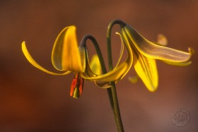 Trout Lilies FL3745 Trout Lilies FL3745