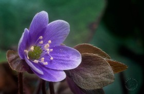 Hepatica Portrait FL3759 Hepatica Portrait FL3759