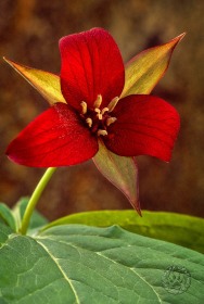 Red Trillium Portrait FL3779 Red Trillium Portrait FL3779