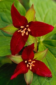 Red Trillium Pair FL6104 Red Trillium Pair FL6104