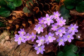 Round-lobed Hepatica cluster FL6899 Round-lobed Hepatica cluster FL6899
