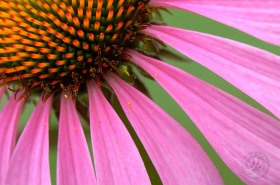 Purple Coneflower Macro FL7610 Purple Coneflower Macro FL7610