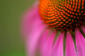 A bit of pollen - Purple coneflower closeup FL7611 A bit of pollen - Purple coneflower closeup FL7611