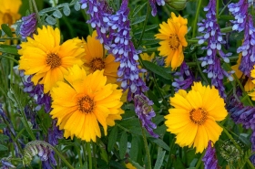 Coreopsis and Cow Vetch FL7835