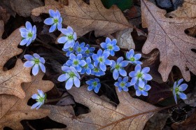 Round-lobed Hepatica in leaves FL7856