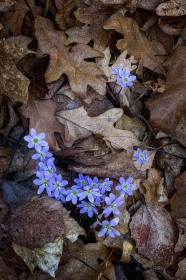 Round-lobed Hepatica in leaves FL7857