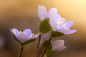 Round-lobed Hepatica FL7858 Round-lobed Hepatica FL7858