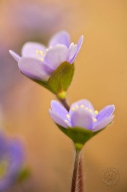 Round-lobed Hepatica FL7859