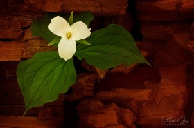 White Trillium in decaying log FL7876 White Trillium in decaying log FL7876