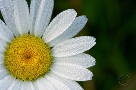 White daisy & dew FL7969 White daisy & dew FL7969