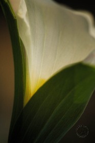 Trillium internal glow FL8469 Trillium internal glow FL8469