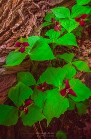 Red Trillium FL8482 Red Trillium FL8482