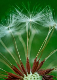 Dandelion Seeds FL8486 Dandelion Seeds FL8486