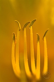 Standing Lily stamen FL8541 Standing Lily stamen FL8541