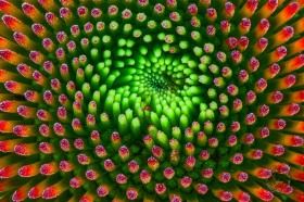 Coneflower abstract III FL8549 Coneflower abstract III FL8549