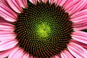 Radial color of a coneflower FL8552 Radial color of a coneflower FL8552