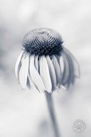 Unpurple Coneflower FL8554