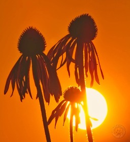 Coneflower Trio Silhouette FL8557-2 Coneflower Trio Silhouette FL8557-2