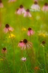 Coneflower Meadow PL8560 Coneflower Meadow PL8560