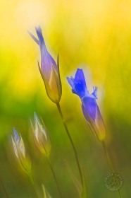 Fringed Gentian FL8624 Fringed Gentian FL8624