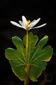 Backlit Bloodroot FL8803 Backlit Bloodroot FL8803
