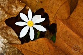 Bloodroot in leaf pocket FL8804 Bloodroot in leaf pocket FL8804