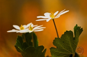 Bloodroot Trio FL8805 Bloodroot Trio FL8805