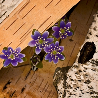 Round-lobed Hepatica with birch bark FL8807 Round-lobed Hepatica with birch bark FL8807