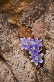 Round-lobed Hepatica spring ephemeral FL8852 Round-lobed Hepatica spring ephemeral FL8852